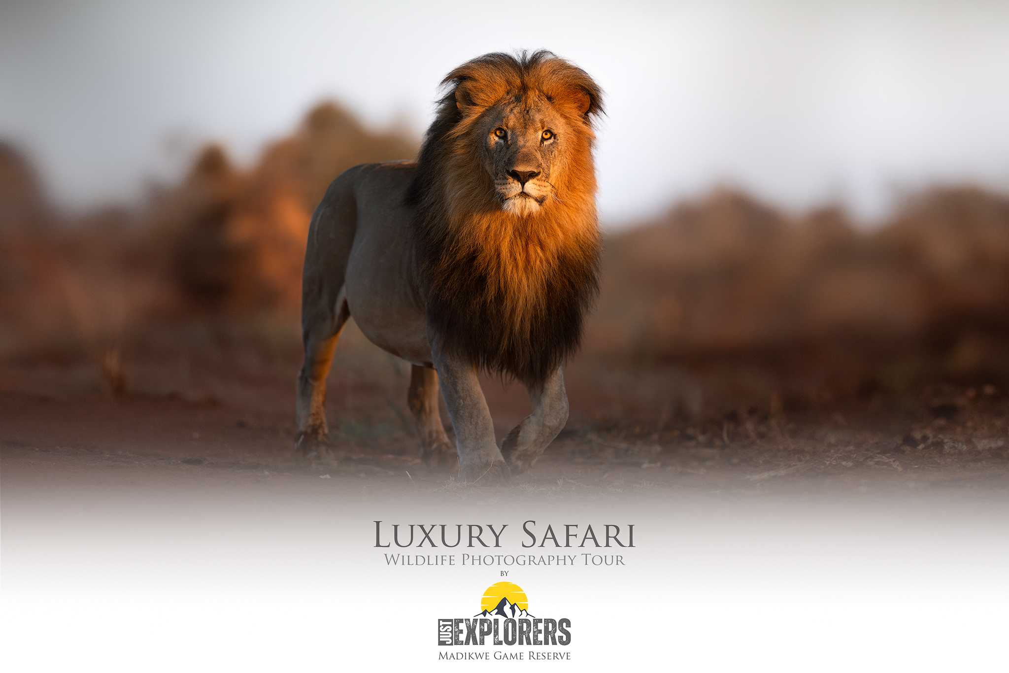 madikwe-tour-fotografico-safari-luxury