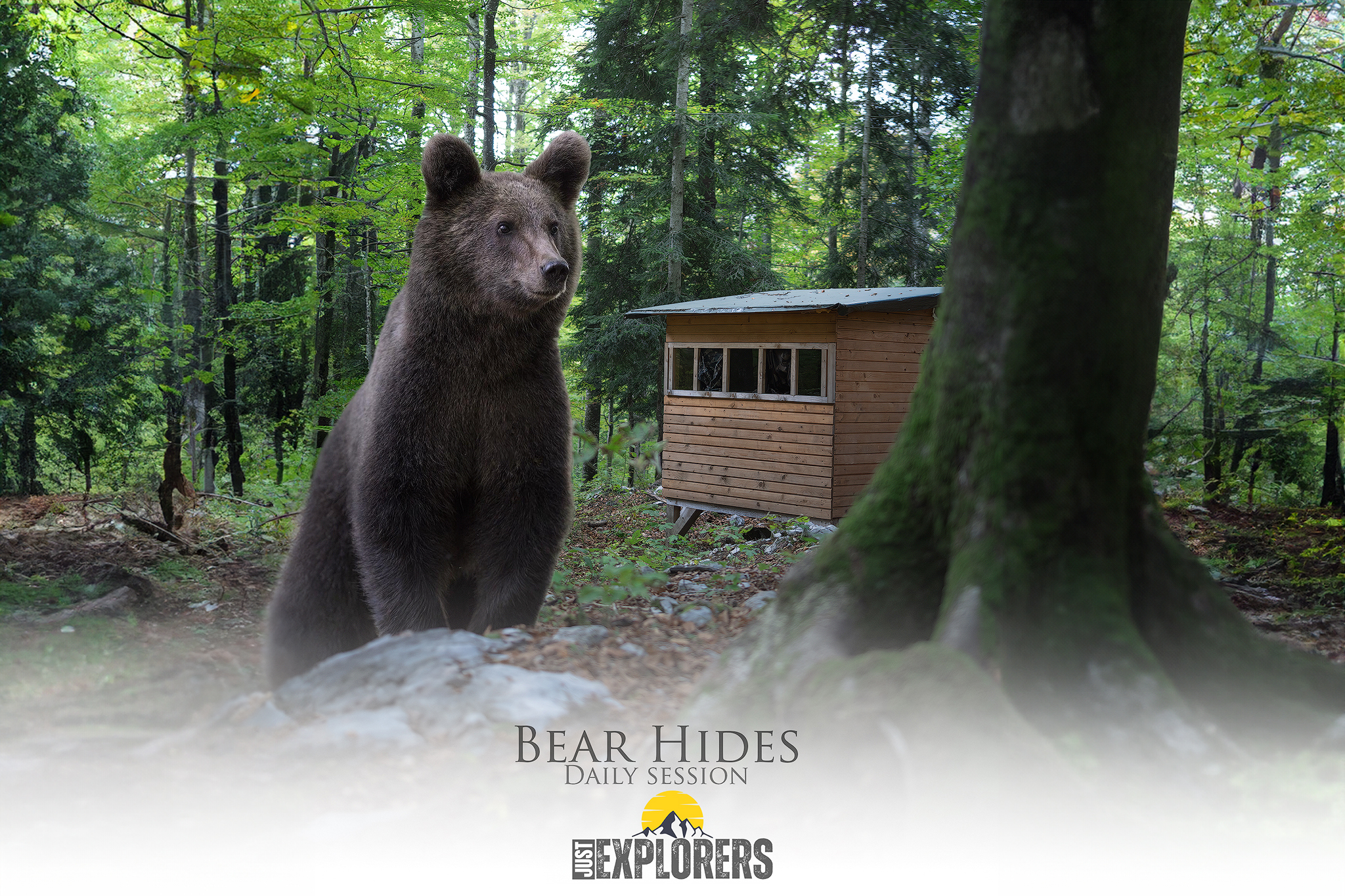 bear-photography-hides-slovenia-fotografia-naturalistica