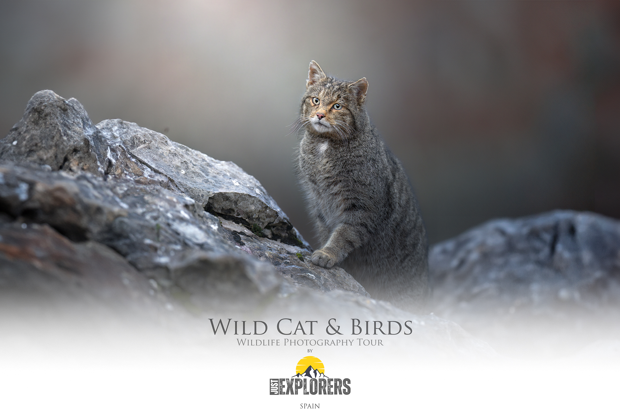 wildcat-birds-tour-photography-wildlife-spain-fotografia-naturalistica