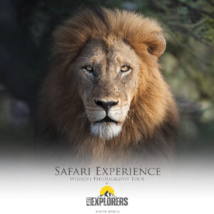 safari-experience-photographic-tour-south-africa