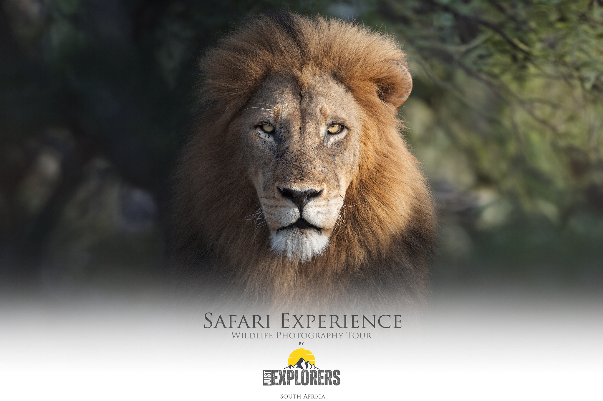 safari-experience-photographic-tour-south-africa