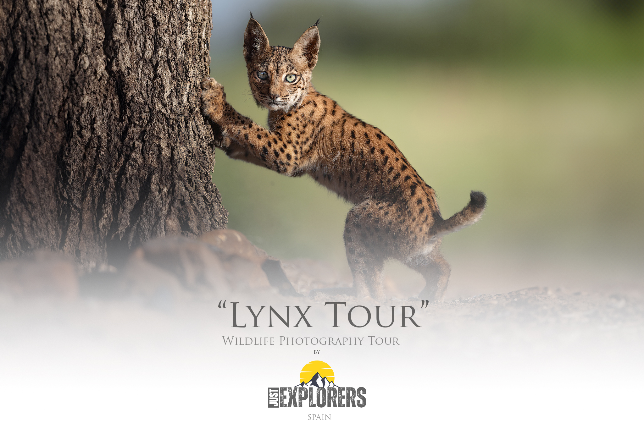 Lynx-tour-iberian-lynx-photography