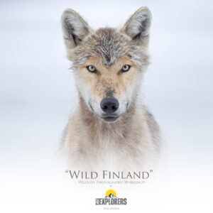 wild-finland-photographic-workshop-wildlife-fotografia-naturalistica