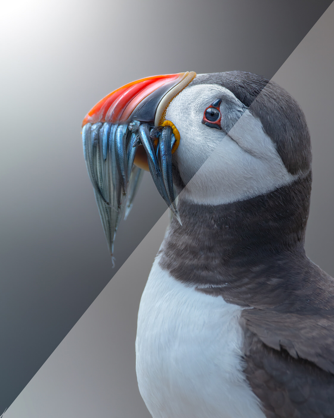 professional-editing-wildlife-photography