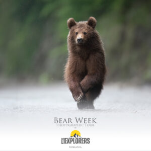 bear-week-romania-photographic-tour