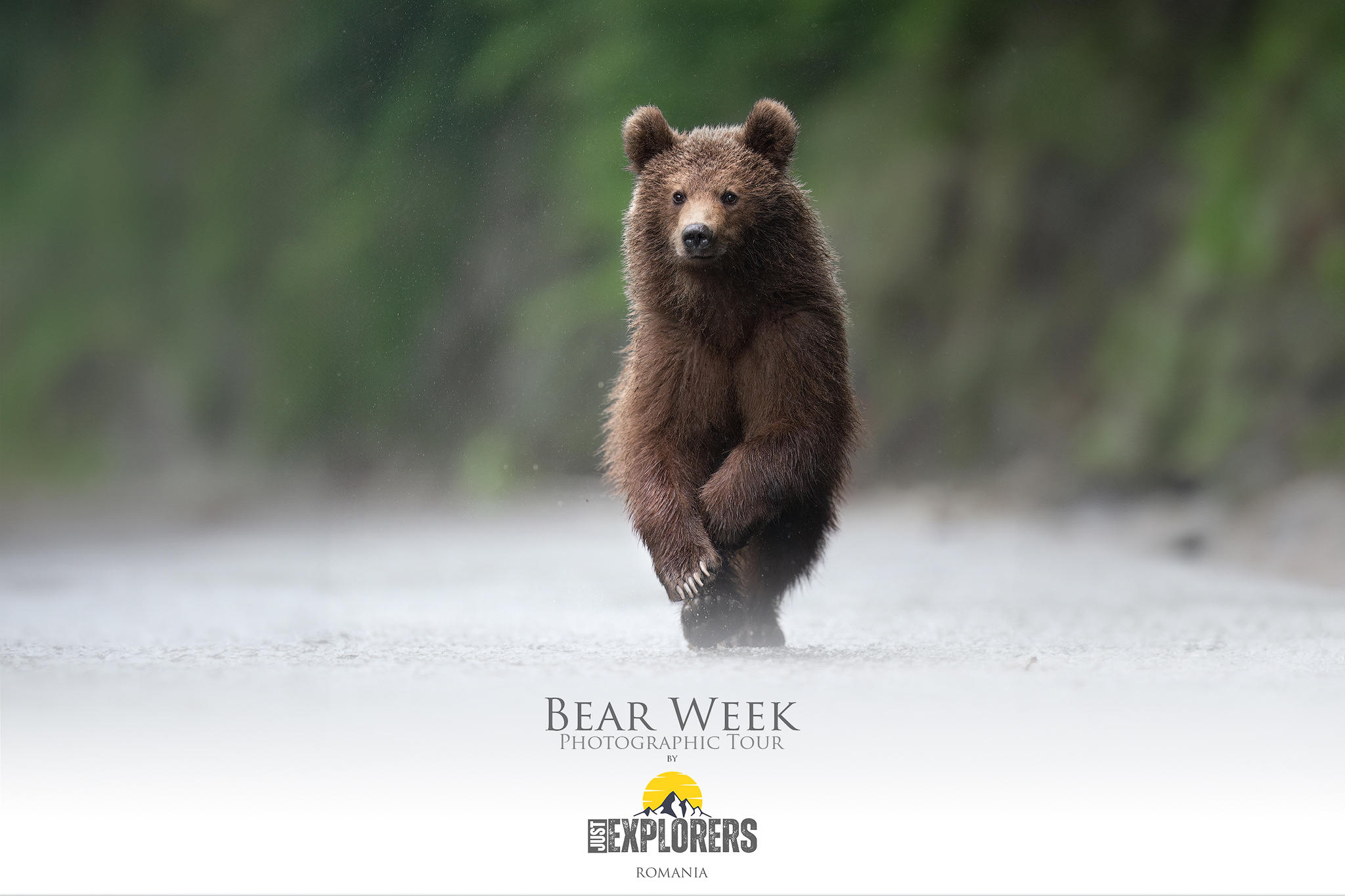 bear-week-romania-photographic-tour