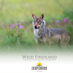 wild-finland-workshop-fotografia-naturalistica-wildlife-photography-workshop