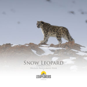 snow-leopard-expedition-spiti-valley