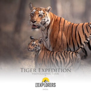 tiger-expedition-india-photographic-tour-viaggio-fotografico