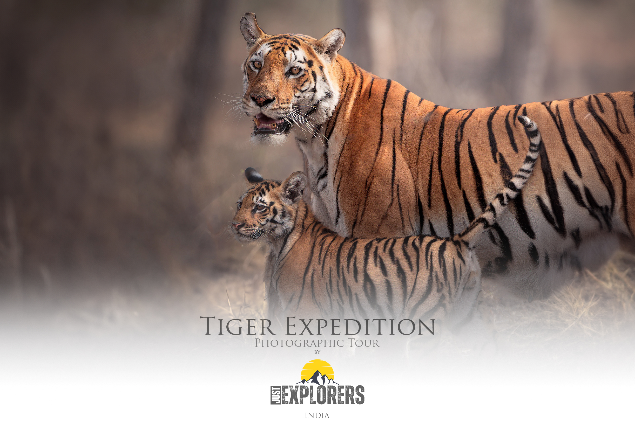 tiger-expedition-india-photographic-tour-viaggio-fotografico