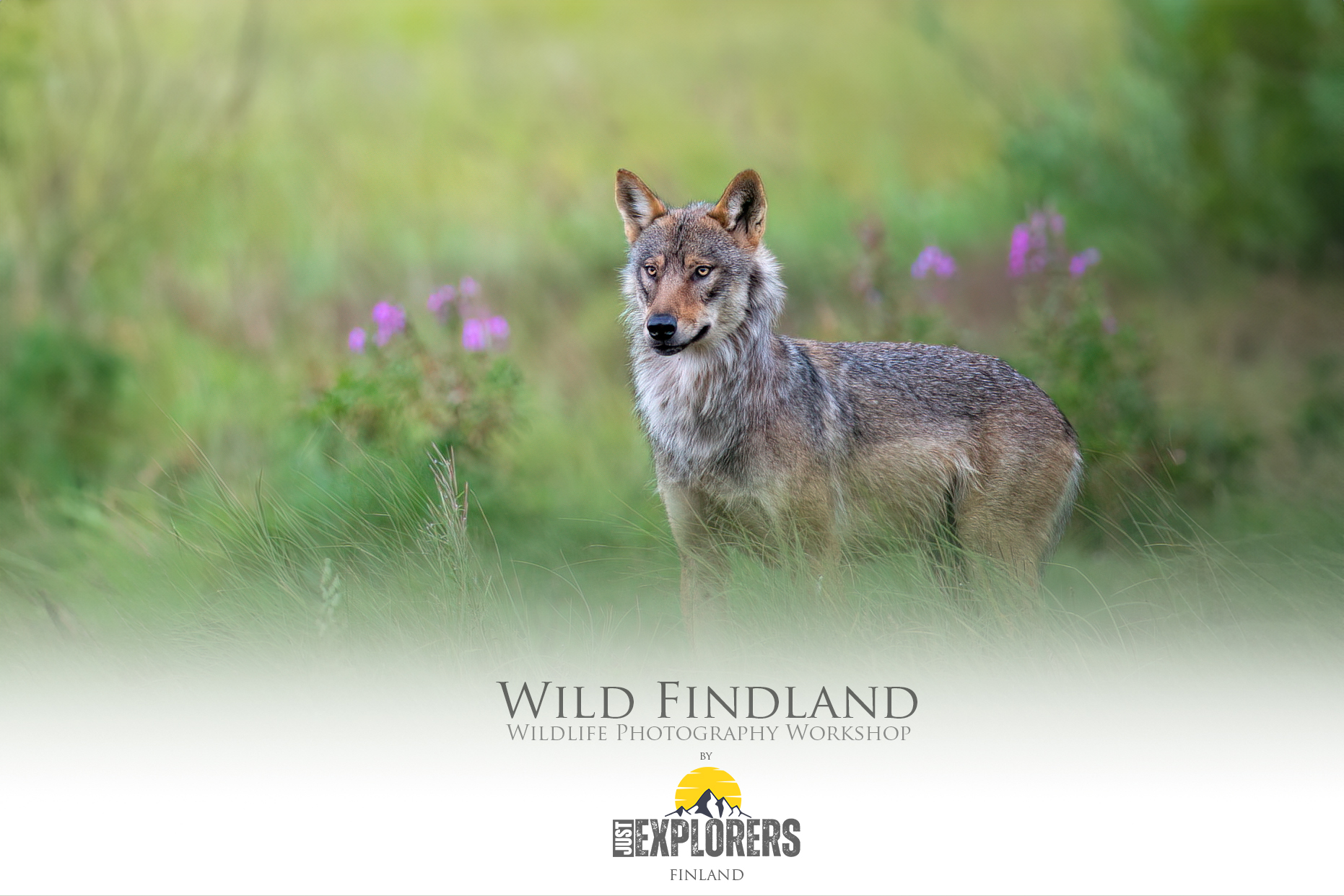 wild-finland-workshop-fotografia-naturalistica-wildlife-photography-workshop