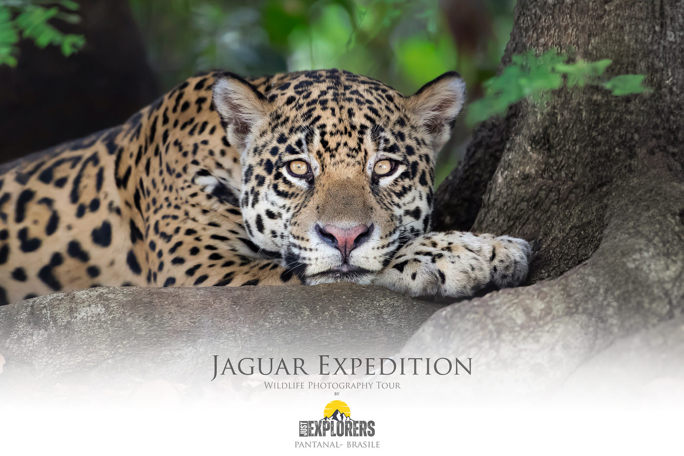 jaguar-expedition-pantanal-brasile-brazil